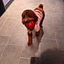 dog, brown_dog, small_dog, toy, basketball, pink_hoodie, indoor, floor, tile_floor, pet, animal, cute, playful, walking, puppy, canine, fur, pet_clothing, shadow, companion
