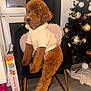Coco is registered to the contest to win money with this photo: dog, poodle, brown_dog, hoodie, clothing, chair, indoor, christmas_tree, ornaments, holiday_decor, floor, window, cushion, black_chair, golden_legs, pet, cozy, furniture, curtain, decor