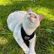 Daisy participe au concours pour gagner de l'argent avec cette photo : cat, blue_eyes, white_fur, harness, grass, outdoor, sunlight, pet, animal, nature, greenery, leaves, lush, cute, curious, feline, closeup, daylight, resting, small