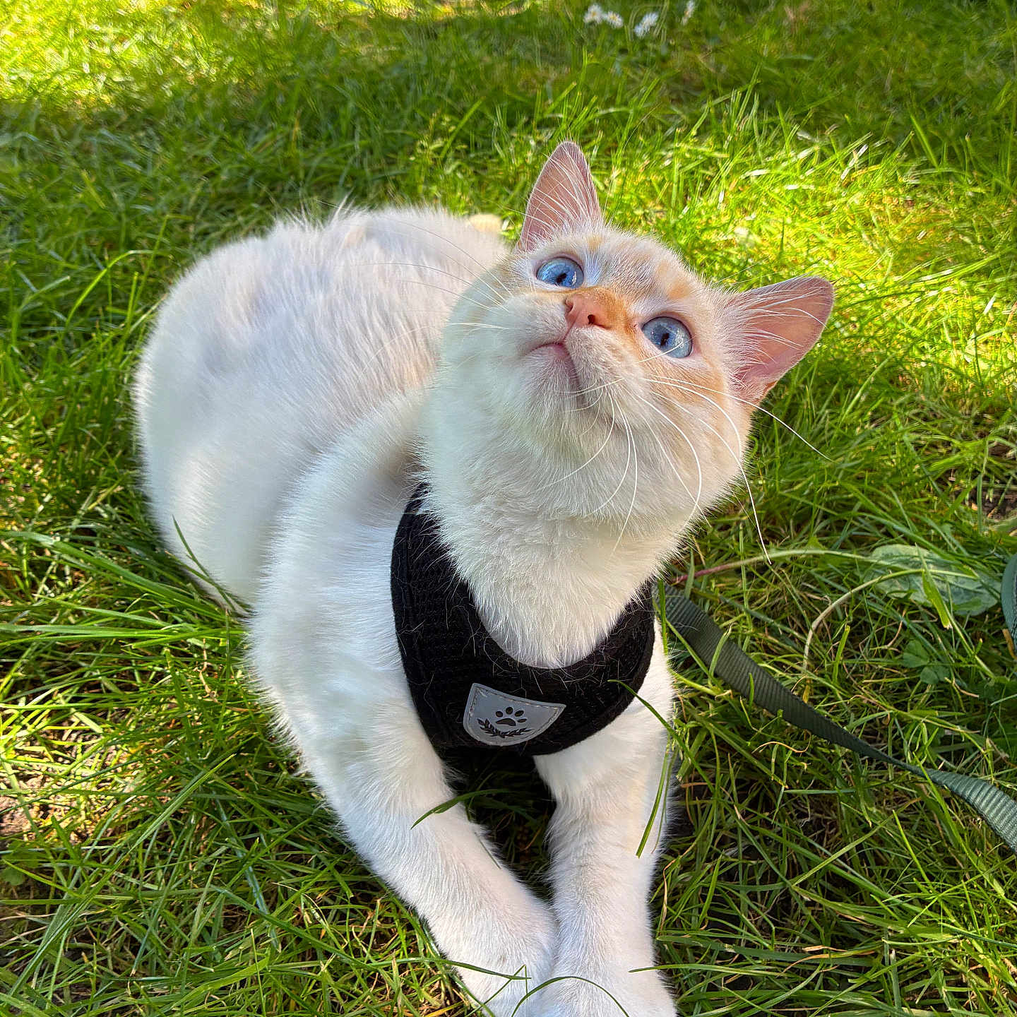 Daisy participe au concours pour gagner de l'argent avec cette photo : cat, blue_eyes, white_fur, harness, grass, outdoor, sunlight, pet, animal, nature, greenery, leaves, lush, cute, curious, feline, closeup, daylight, resting, small