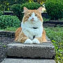 cat, ginger_cat, orange_and_white, fluffy, pet, outdoor, garden, stone_step, paws, whiskers, collar, portrait, close_up, greenery, bushes, relaxed, sitting, attentive, majestic, mammal