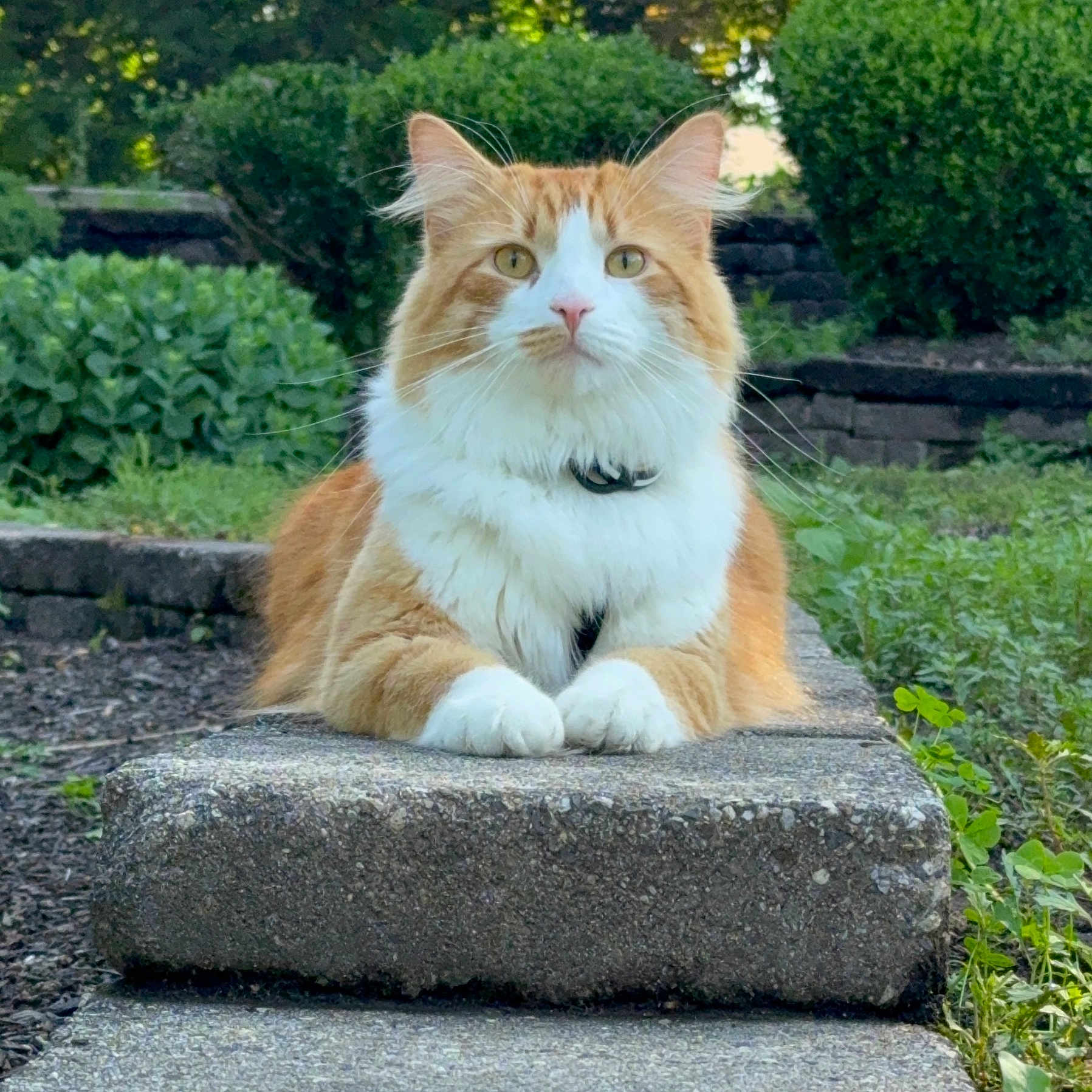Milo Chaos joined the competition — help win amazing prizes! attentive, bushes, cat, close_up, collar, fluffy, garden, ginger_cat, greenery, majestic, mammal, orange_and_white, outdoor, paws, pet, portrait, relaxed, sitting, stone_step, whiskers