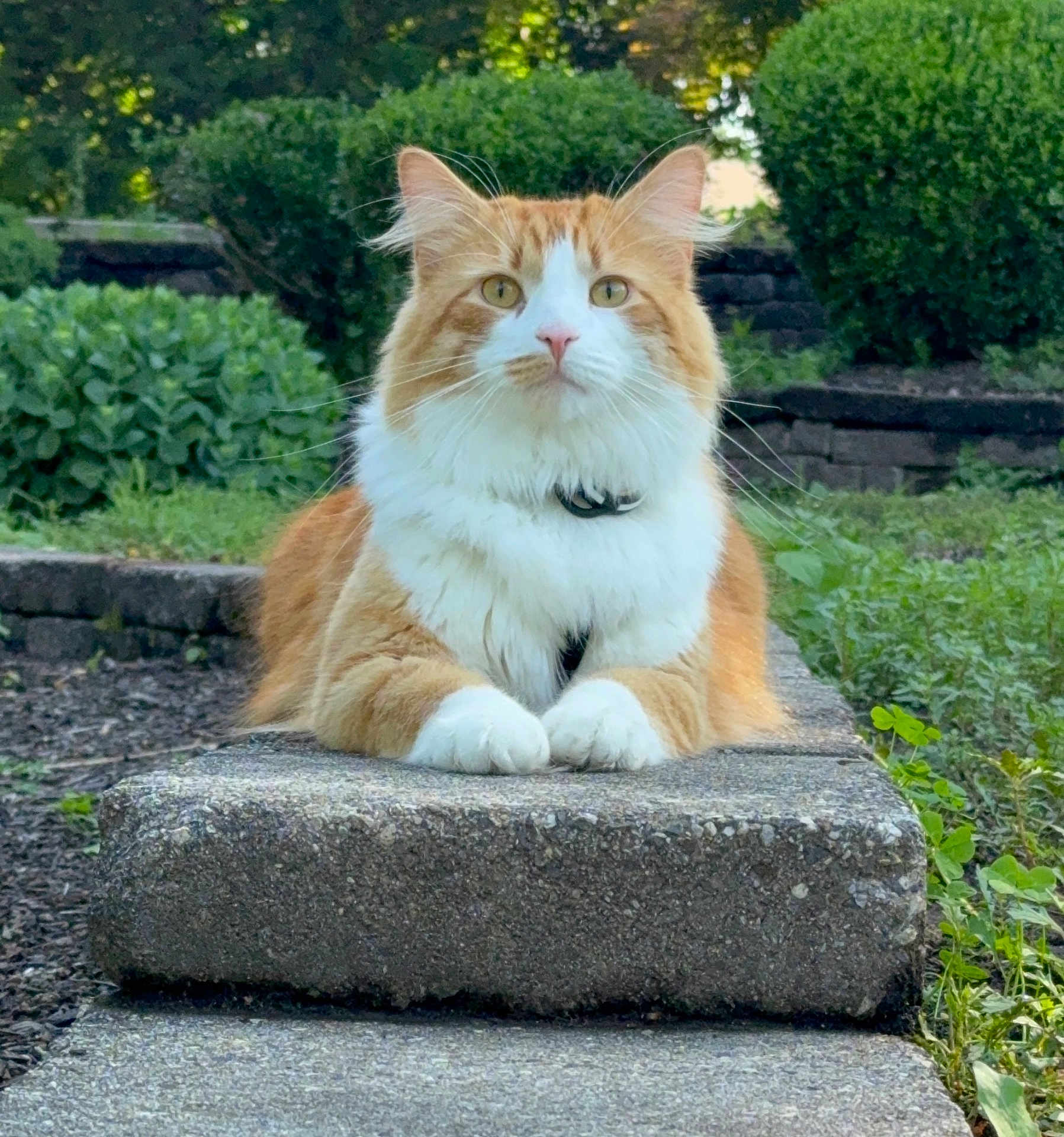 Milo Chaos joined the competition — help win amazing prizes! cat, ginger_cat, orange_and_white, fluffy, pet, outdoor, garden, stone_step, paws, whiskers, collar, portrait, close_up, greenery, bushes, relaxed, sitting, attentive, majestic, mammal