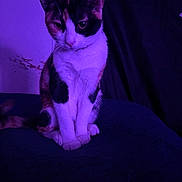 Mavis joined the competition — help win amazing prizes! cat, calico, pet, animal, purple_lighting, indoor, sitting, feline, fur, whiskers, tail, quiet, dark_background, domestic_animal, cute, portrait, looking_down, soft_texture, collar, calm