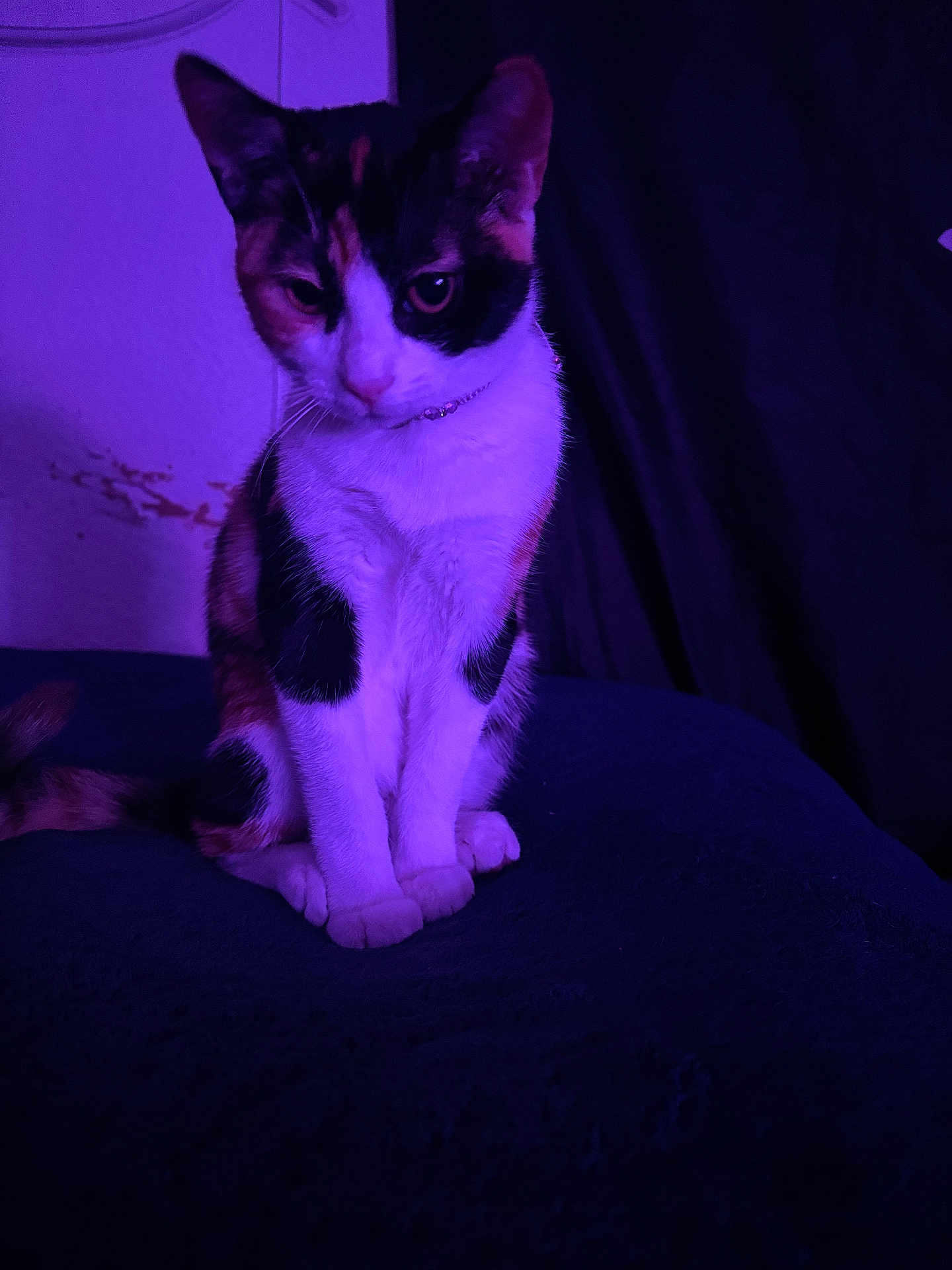 Mavis joined the competition — help win amazing prizes! cat, calico, pet, animal, purple_lighting, indoor, sitting, feline, fur, whiskers, tail, quiet, dark_background, domestic_animal, cute, portrait, looking_down, soft_texture, collar, calm