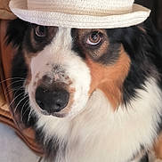 Nova participe au concours pour gagner de l'argent avec cette photo : accessory, adorable, animal, brown_black_white_fur, canine, cute, dog, expression, eyes, face, fashion, floor_tiles, fur, hat, indoor, looking_up, nose, pet, sitting, white_hat