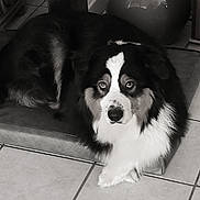 Nova a rejoint le concours — aidez-le/la à gagner de superbes lots ! alert, animal, bed, black_and_white, canine, companion, cozy, cute, dog, floor, fluffy, fur, indoors, laying_down, looking_up, mammal, pet, portrait, resting, tile