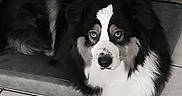 Nova a rejoint le concours — aidez-le/la à gagner de superbes lots ! alert, animal, bed, black_and_white, canine, companion, cozy, cute, dog, floor, fluffy, fur, indoors, laying_down, looking_up, mammal, pet, portrait, resting, tile