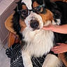 Nova participe au concours pour gagner de l'argent avec cette photo : animal, blanket, canine, close_up, comfort, companion, cozy, dog, domestic_animal, floor_tiles, friendly, furry, glasses, hand, indoor, leather_chair, pet, portrait, resting, tricolor