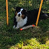 Nova participe au concours pour gagner de l'argent avec cette photo : animal, black, brown, canine, companion, dog, fence, grass, leisure, nature, outdoor, pet, play, resting, summer, sunlight, toy, white, yard, yellow_poles