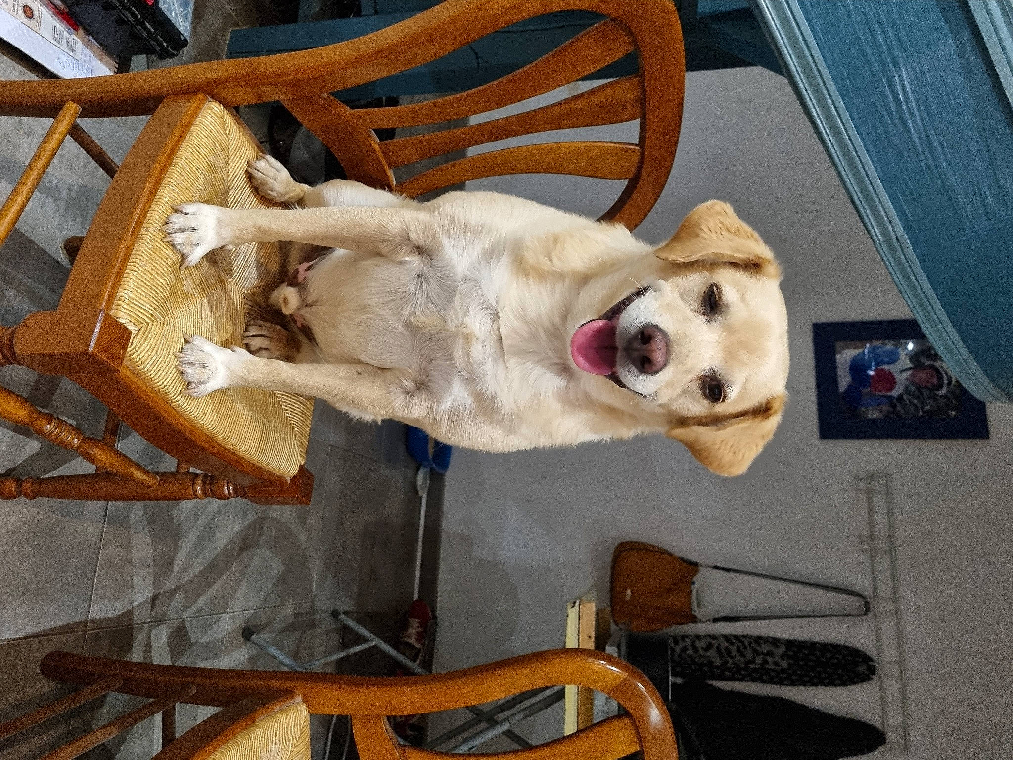 Badgi