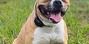 Taken a rejoint le concours — aidez-le/la à gagner de superbes lots ! dog, canine, outdoor, grass, field, happy, tongue_out, pet, animal, brown, white, collar, sitting, nature, daylight, ears, muzzle, playful, portrait, friendly