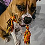 dog, toy, rope_toy, brown_dog, white_paws, indoor, floor, pet, animal, playing, closeup, expression, person_partial, purple_sweater, paw, snout, ears, whiskers, looking, candid