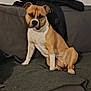 Taken a rejoint le concours — aidez-le/la à gagner de superbes lots ! dog, couch, blanket, indoor, pet, tan, white, seated, coat, furniture, window, jacket, relaxed, floor, tile, domestic, companion, animal, house, resting