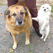 Rose Et Soka participe au concours pour gagner de l'argent avec cette photo : dog, animal, pet, outdoor, gravel, person, brown_dog, white_dog, standing, playful, nature, grass, leaf, paw, fur, canine, companion, walking_path, legs, footwear