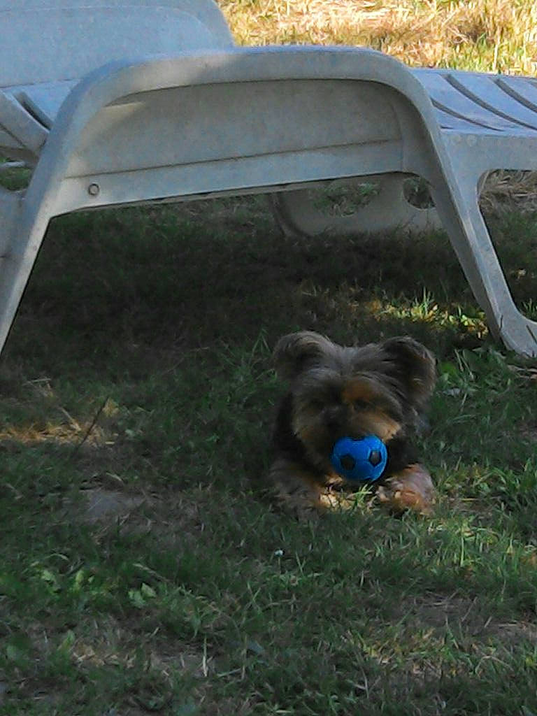 Praline participe au concours pour gagner de l'argent avec cette photo : canidae, carnivore, companion_dog, dog, dog_breed, dog_supply, grass, non_sporting_group, outdoor_furniture, pack_animal, pet_supply, puppy, sporting_group, toy_dog, working_animal, working_dog