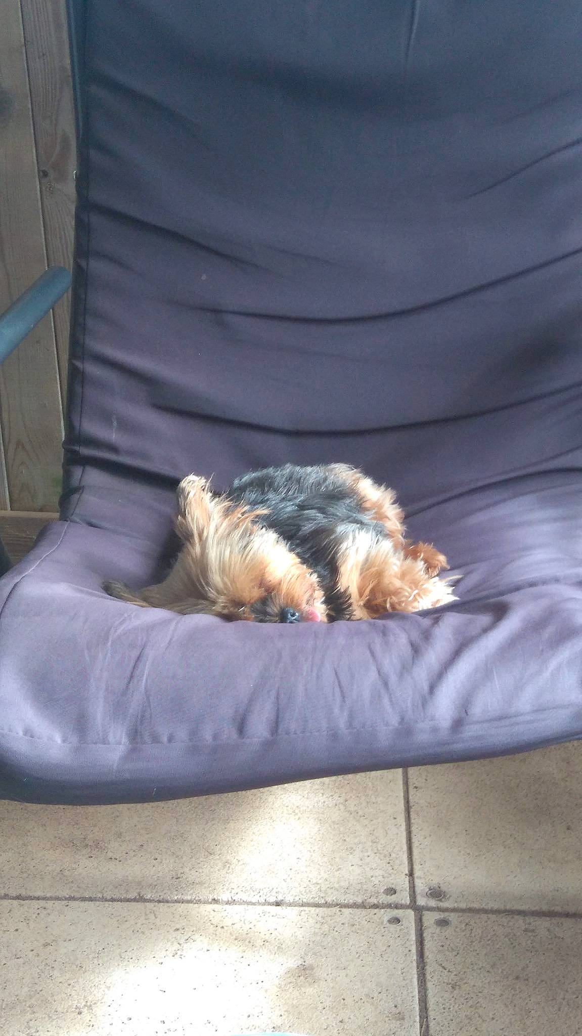 Praline participe au concours pour gagner de l'argent avec cette photo : canidae, carnivore, cat, comfort, companion_dog, dog, dog_bed, dog_breed, dog_supply, felidae, fur, nap, paw, pet_supply, sleep, small_to_medium_sized_cats, tail