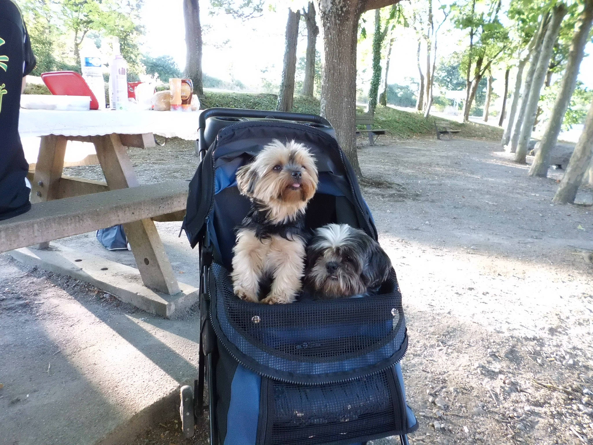 Praline participe au concours pour gagner de l'argent avec cette photo : biewer_terrier, canidae, carnivore, companion_dog, dog, dog_breed, dog_supply, fur, maltepoo, mammal, outdoor_furniture, pet_supply, puppy, shade, small_terrier, sporting_group, terrier, toy_dog, trunk, working_animal