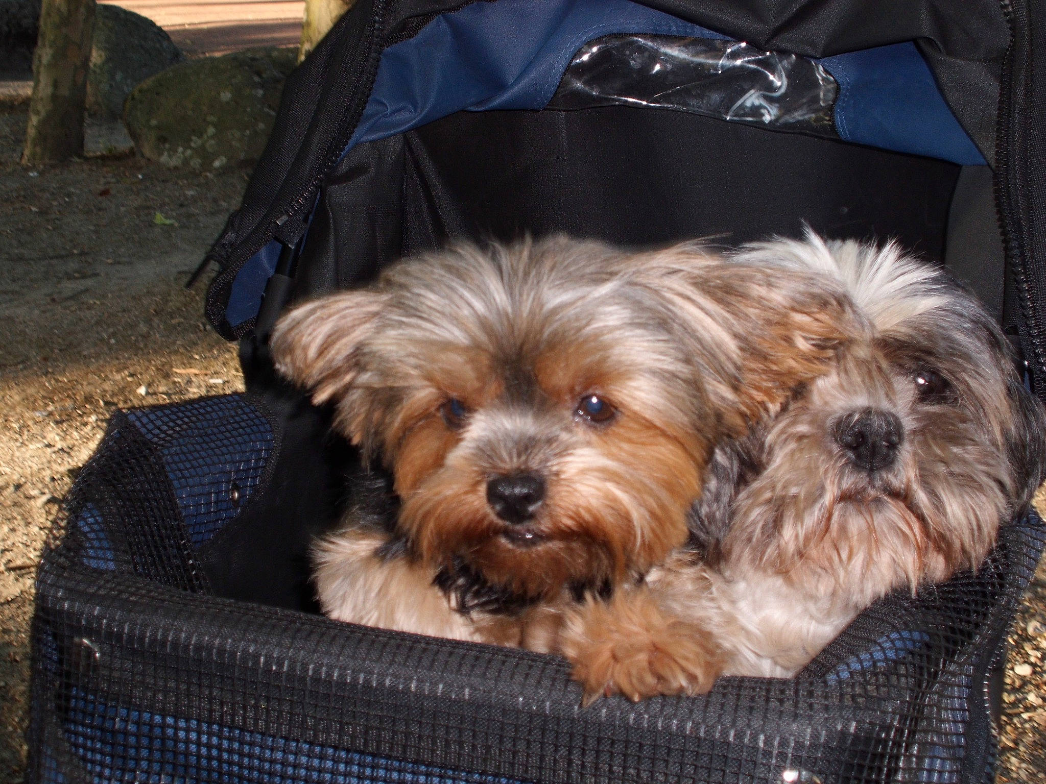 Praline a rejoint le concours — aidez-le/la à gagner de superbes lots ! bag, baggage, biewer_terrier, canidae, carnivore, companion_dog, dog, dog_breed, maltepoo, non_sporting_group, outdoor_furniture, pet_supply, puppy, small_terrier, terrier, toy_dog, vertebrate, wicker, working_animal, yorkipoo