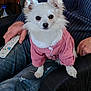 animal, clothing, couch, cute, dog, ears, face, fur, furniture, hand, indoor, jeans, lap, person, pet, pink_jacket, remote_control, sitting, small_dog, white_dog