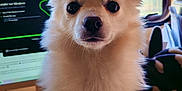 Rose participe au concours pour gagner de l'argent avec cette photo : animal, computer, cute, desk, dog, domestic_animal, ears, face, fluffy, furry, indoor, keyboard, looking_at_camera, pet, sitting, small_dog, tail, technology, white_dog, window