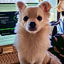 animal, computer, cute, desk, dog, domestic_animal, ears, face, fluffy, furry, indoor, keyboard, looking_at_camera, pet, sitting, small_dog, tail, technology, white_dog, window