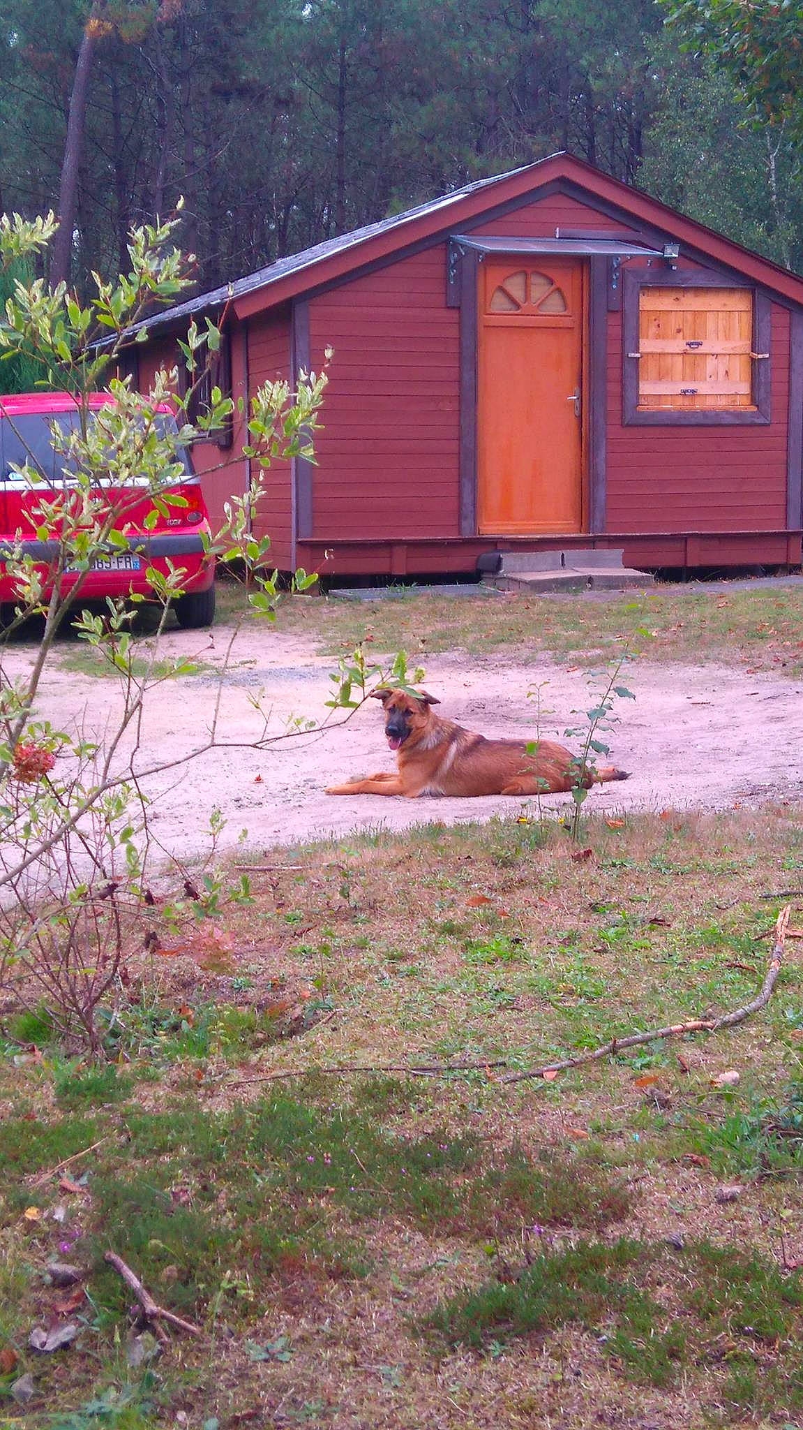 Soka a rejoint le concours — aidez-le/la à gagner de superbes lots ! backyard, carnivore, cottage, dog, dog_breed, door, garden, garden_buildings, grass, groundcover, home, house, hut, log_cabin, roof, rural_area, shed, shrub, siding, wood