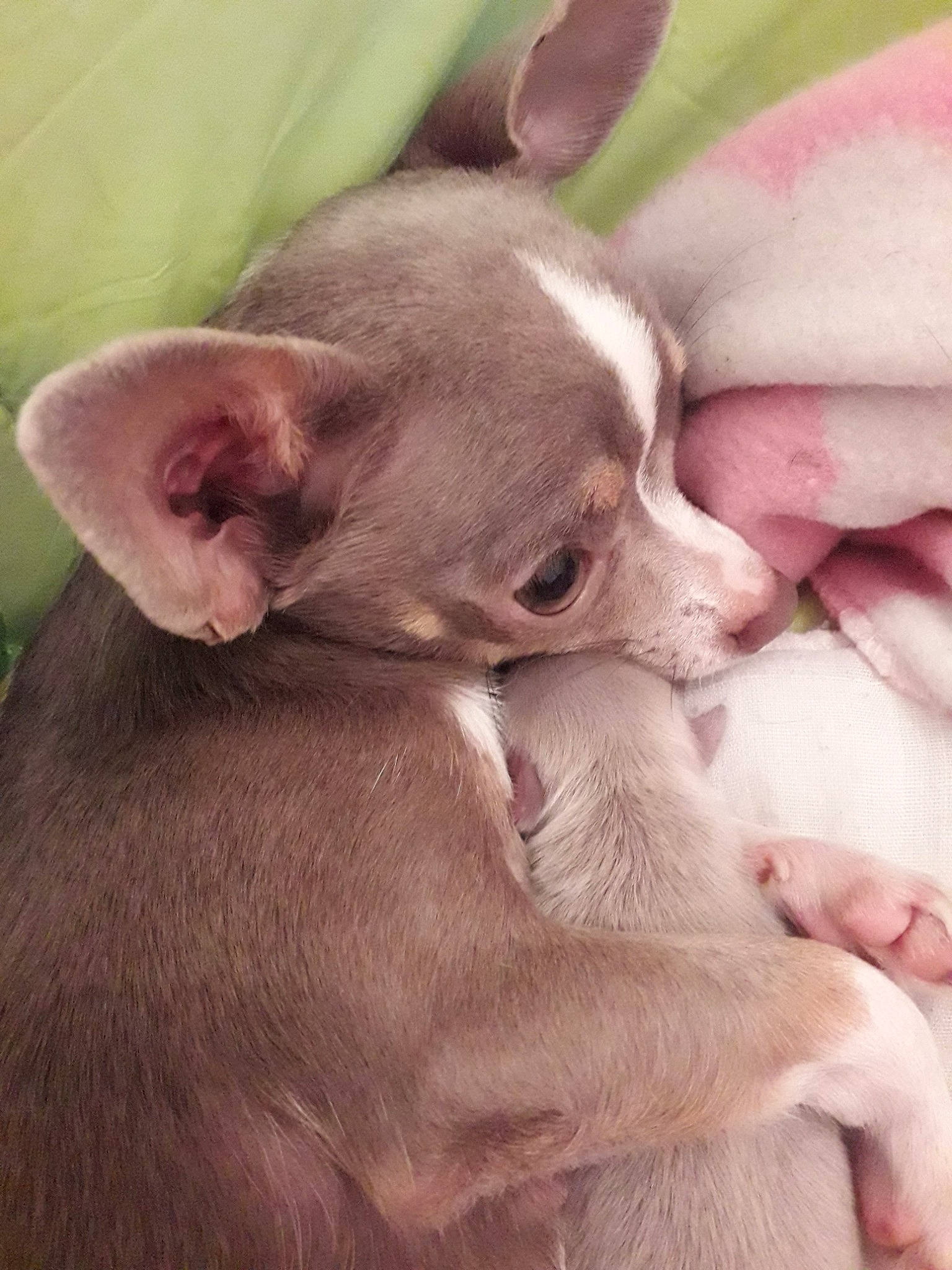 Naia Rose a rejoint le concours — aidez-le/la à gagner de superbes lots ! american_hairless_terrier, canidae, carnivore, chihuahua, companion_dog, dog, dog_breed, ear, fawn, mammal, nose, peruvian_hairless_dog, puppy, puppy_love, skin, snout, toy_dog, vertebrate