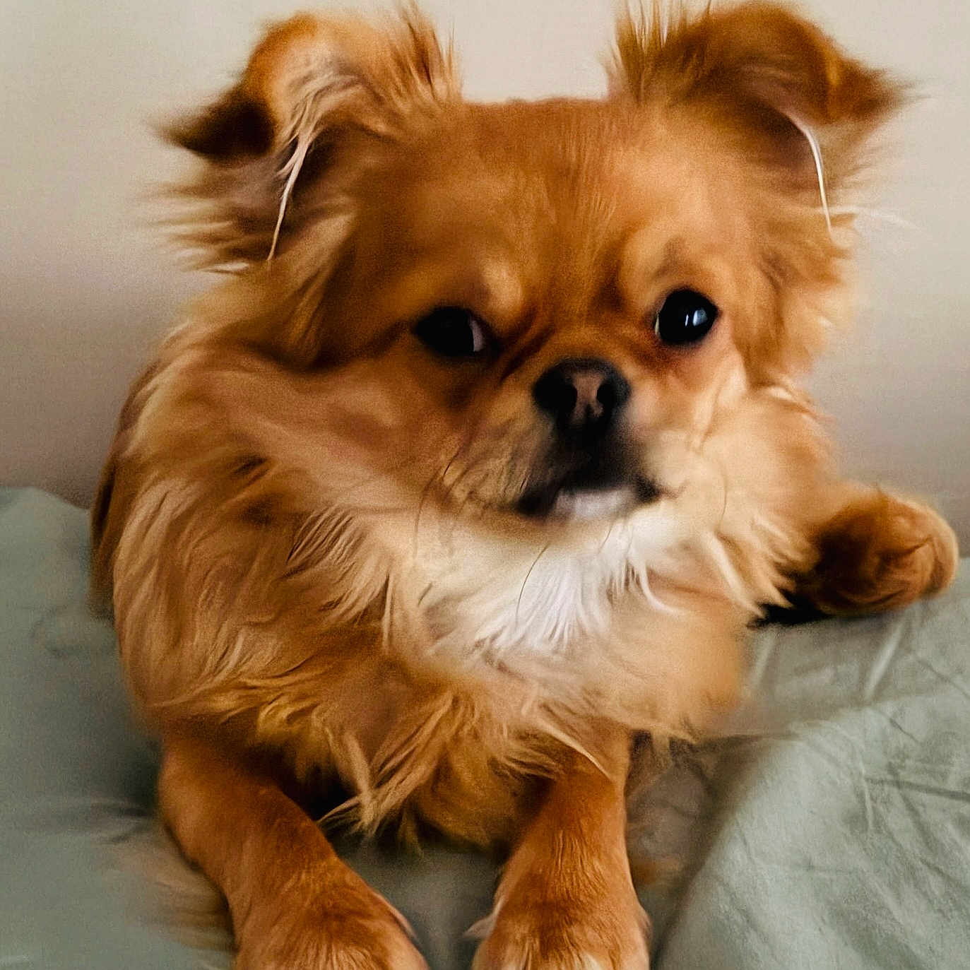 Moky a rejoint le concours — aidez-le/la à gagner de superbes lots ! bed, blanket, close_up, cute, dog, ears, eyes, fluffy, fur_texture, indoor, long_haired, paw, paws, pet, portrait, resting, small_dog, snout, tan_fur, whiskers