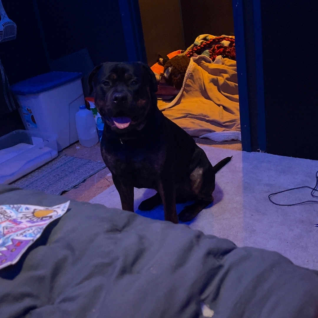 Zeus joined the competition — help win amazing prizes! dog, black_dog, tan_markings, sitting, tongue_out, pet, portrait, indoor, bedroom, blanket, bed, doorway, dim_lighting, blue_lighting, cozy, clutter, floor, rug, bottle, storage_bin