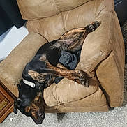 Zeus is registered to the contest to win money with this photo: dog, sleeping, recliner, chair, indoor, living_room, carpet, black_and_tan, pet, relaxed, lounging, funny_pose, paws, collar, furniture, home, cozy, resting, photography, animal