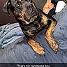 dog, puppy, black_and_tan, rottweiler, pet, animal, portrait, sitting, bed, bedroom, blanket, bedding, paws, floppy_ears, brown_markings, shiny_coat, indoors, flash_photography, cute, text_overlay