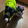Zeus is registered to the contest to win money with this photo: dogs, canine, two_dogs, pets, black_dog, brown_markings, neon_green, purple_clothing, dressed_pets, indoor, kitchen, wood_floor, cabinets, appliance, portrait, looking_at_camera, sitting, funny, fashion, home