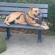Bruce Willis joined the competition — help win amazing prizes! animal, bench, canine, concrete, daytime, dog, fur, greenery, happy, harness, leash, nature, outdoor, park, paws, pet, relaxed, resting, seat, smiling