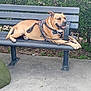 animal, bench, canine, concrete, daytime, dog, fur, greenery, happy, harness, leash, nature, outdoor, park, paws, pet, relaxed, resting, seat, smiling
