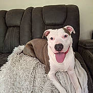Penny is registered to the contest to win money with this photo: animal, blanket, brown, canine, companion, couch, cozy, dog, domestic_animal, friendly, fur, happy, indoor, leather_couch, pet, relaxed, resting, smiling, tongue_out, white