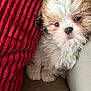puppy, dog, fluffy, cute, pet, red_blanket, cushion, indoor, closeup, fur, small_dog, adorable, young_dog, resting, cozy, animal, face, paw, texture, soft