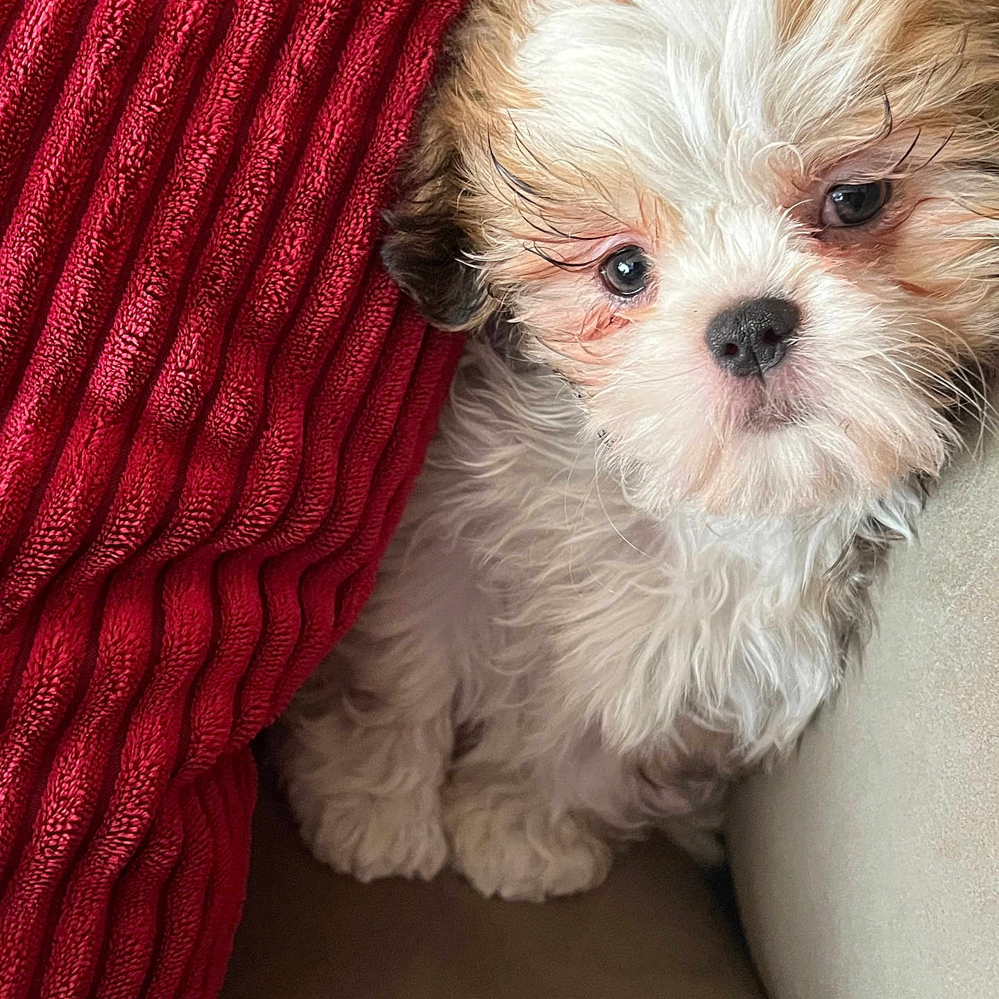 Gracie joined the competition — help win amazing prizes! adorable, animal, closeup, cozy, cushion, cute, dog, face, fluffy, fur, indoor, paw, pet, puppy, red_blanket, resting, small_dog, soft, texture, young_dog