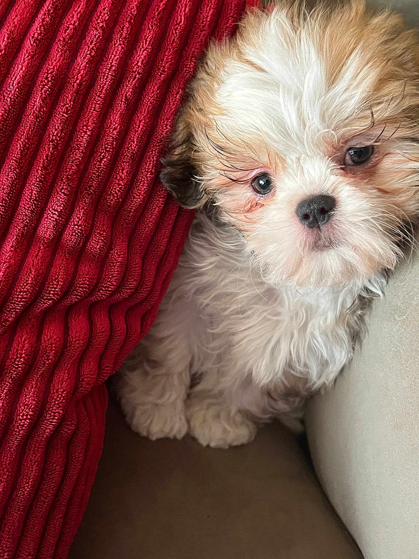 Gracie joined the competition — help win amazing prizes! puppy, dog, fluffy, cute, pet, red_blanket, cushion, indoor, closeup, fur, small_dog, adorable, young_dog, resting, cozy, animal, face, paw, texture, soft
