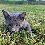 Potato is registered to the contest to win money with this photo: cat, gray_cat, grass, outdoor, animal, pet, nature, greenery, sky, closeup, feline, alert, young_cat, mammal, wildlife, crouching, eyes, ears, whiskers, sunlight