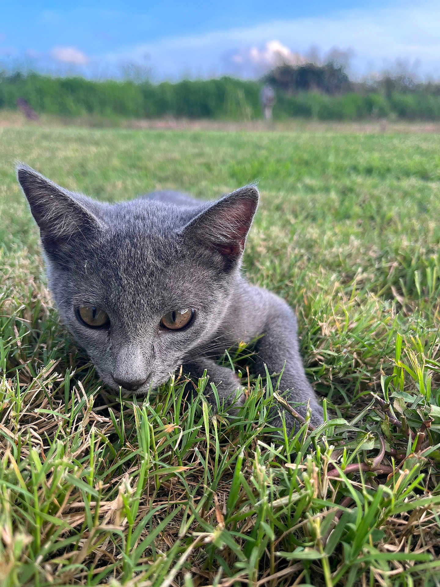 Potato is registered to the contest to win money with this photo: cat, gray_cat, grass, outdoor, animal, pet, nature, greenery, sky, closeup, feline, alert, young_cat, mammal, wildlife, crouching, eyes, ears, whiskers, sunlight