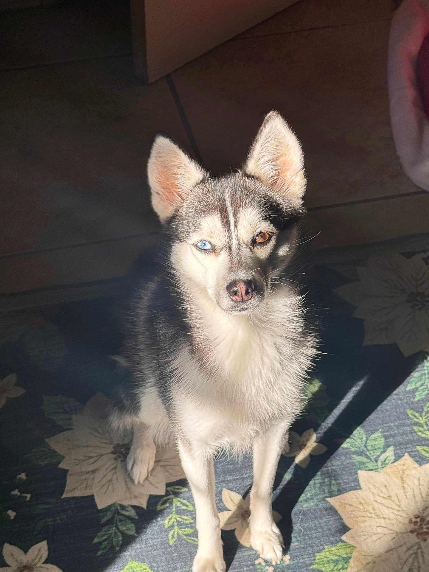 Miyuki joined the competition — help win amazing prizes! dog, husky, mixed_breed, heterochromia, blue_eye, brown_eye, pet, portrait, indoor, sunlight, shadow, floral_rug, tile_floor, ears, fur, nose, sitting, attentive, looking_up, paws