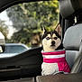 Miyuki joined the competition — help win amazing prizes! dog, husky, heterochromia, pink_jacket, car_interior, passenger_seat, leather_seat, headrest, center_console, portrait, bokeh_background, blue_eye, brown_eye, fur, pet, looking_at_camera, cute, outdoor_view, vehicle_window, expression