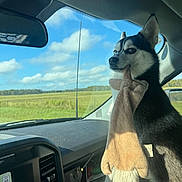 Miyuki joined the competition — help win amazing prizes! dog, husky, pet, plush_toy, dashboard, car_interior, windshield, sky, clouds, field, rearview_mirror, window, antenna, seat, fur, portrait, road_trip, sunlight, close_up, passenger_seat