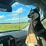 dog, husky, pet, plush_toy, dashboard, car_interior, windshield, sky, clouds, field, rearview_mirror, window, antenna, seat, fur, portrait, road_trip, sunlight, close_up, passenger_seat