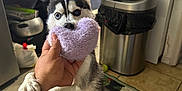 Miyuki is registered to the contest to win money with this photo: dog, husky, small_dog, pet, toy, heart_toy, fluffy, paw, person_hand, arm, kitchen, trash_can, microwave, rug, tile_floor, indoor, playful, staring, black_and_white, home