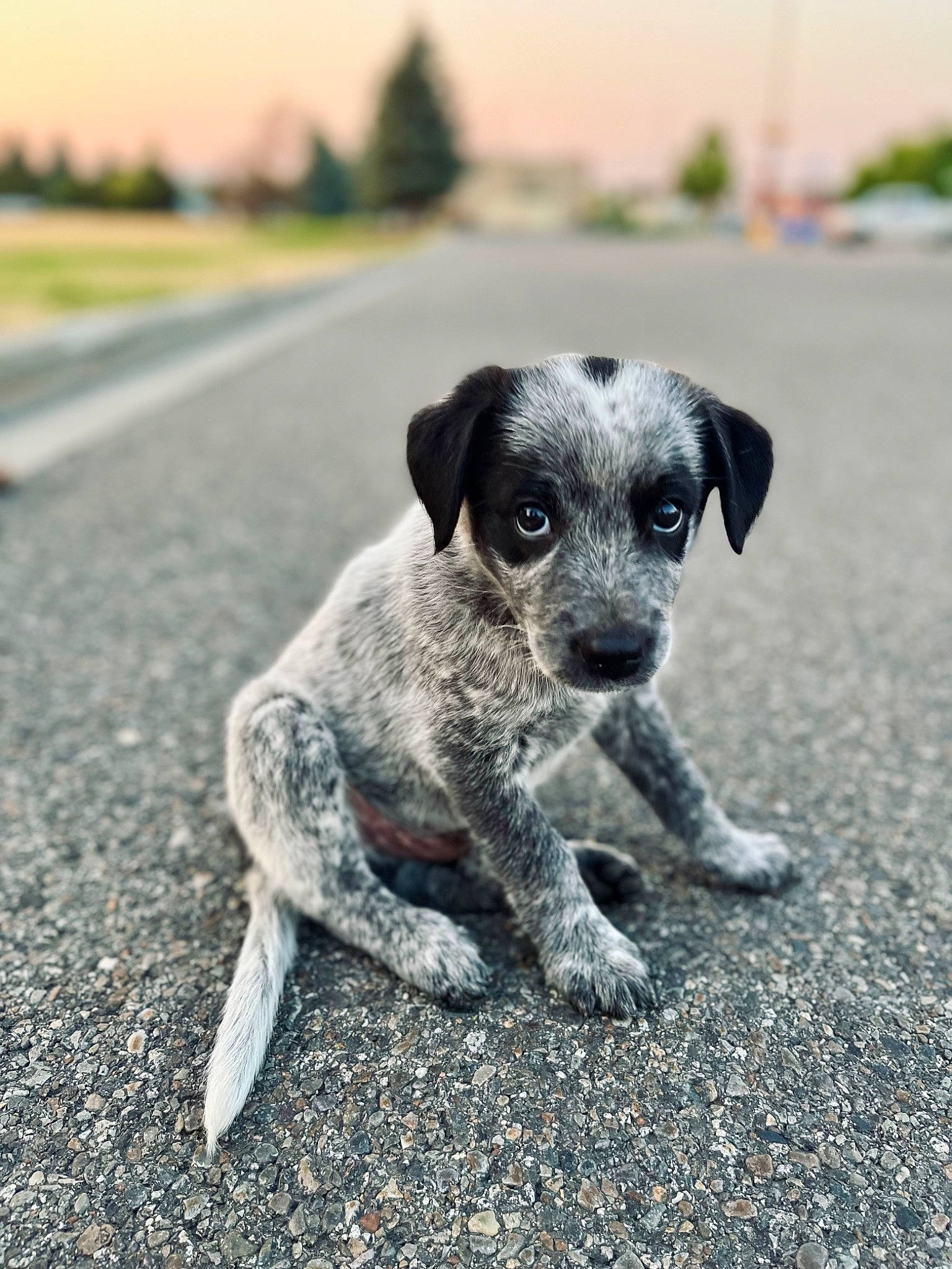 Whiskey is registered to the contest to win money with this photo: asphalt, canidae, carnivore, companion_dog, dog, dog_breed, eye, fawn, grey, landscape, paw, plant, road_surface, sky, snout, soil, sporting_group, tail, terrestrial_animal, tree