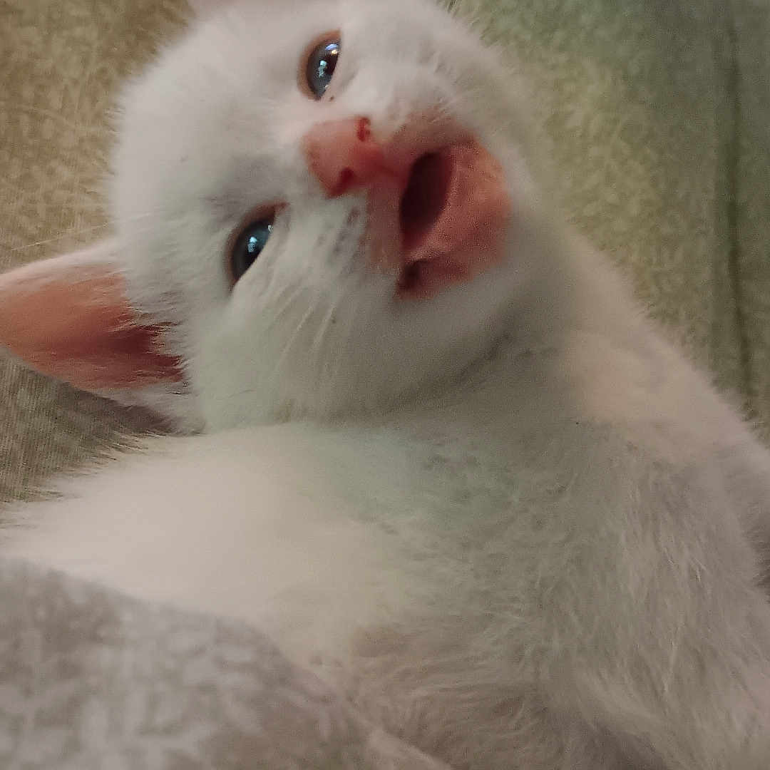 Frostbite joined the competition — help win amazing prizes! animal, blanket, blue_eyes, close_up, cozy, cute, ears, feline, fur, indoor, kitten, lying_down, meowing, pet, resting, snuggled, soft_texture, whiskers, white_cat, young