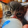 animal, blurred_background, cat, close_up, cute, domestic_animal, eyes, feeding, fur, hand, indoor, kitten, mammal, milk_bottle, nurturing, pet, portrait, soft_focus, whiskers, young
