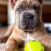 Luther joined the competition — help win amazing prizes! puppy, dog, tennis_ball, blue_eyes, indoor, carpet, close_up, pet, animal, cute, playful, fur, nose, paw, tongue, young_dog, domestic_animal, canine, lying_down, toy